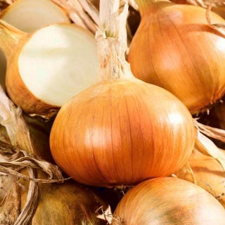 Onion "Eureka" - late variety for long-term storage - 1250 seeds