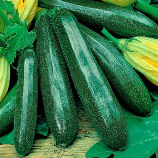 Calabacín - Cora F1 - Cucurbita pepo  - semillas