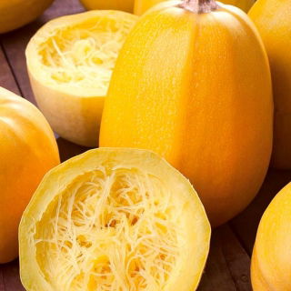 Spaghetti Squash Pyza seeds - Cucurbita pepo - 14 seeds