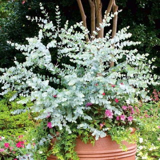 Feberträd - 10 frön - Eucalyptus globulus