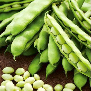 Veteménybab - Coco Nain Blanc Précoce - Phaseolus vulgaris L. - magok