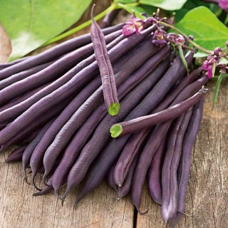 Buschbohne - Amethyst Samen -Phaseolus vulgaris -  