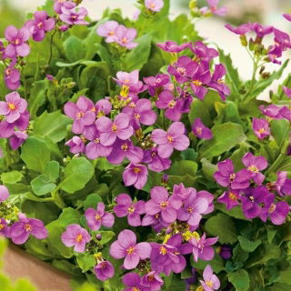 Biji Pink Rock Cress - Arabis alpina - 1410 biji - benih
