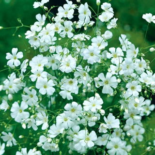 Gypsophila elegans - Covent Garden - 2520 magok - White