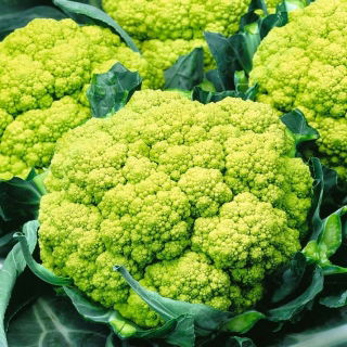 กะหล่ำดอก "เทรวี F1" ที่มีหัวสีเขียว - Brassica oleracea L. var.botrytis L. - เมล็ด