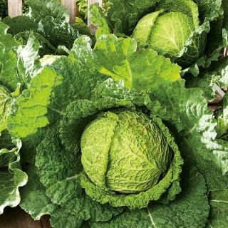 Savojská kapusta "Mira Polana" - bez náznaku horkosti - 325 semien - Brassica oleracea var. sabauda  - semená