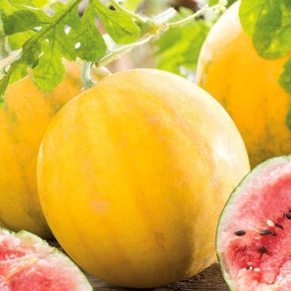 Arbuus - Złoto Wolicy - 9 seemned - Citrullus lanatus