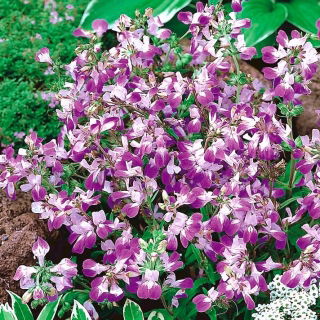 Collinsia heterophylla - 338 magok