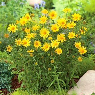 Œil de Bœuf, Buphtalme à Feuilles de Saule - Buphthalmum salicifolium - 300 graines