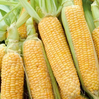 Söt majs - Gucio - 60 frön - Zea mays convar. saccharata var. Rugosa