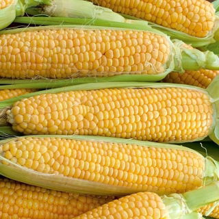 Gula jagung "Mirus F1" - medium awal, varietas sangat manis - 30 biji - Zea mays convar. saccharata var. Rugosa