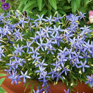 Laurentia - Laurentia axillaris - 240 graines