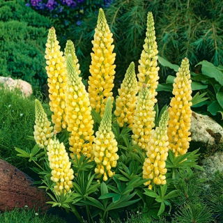 Tremoceiro - amarelo - Yellow - Lupinus hybridus