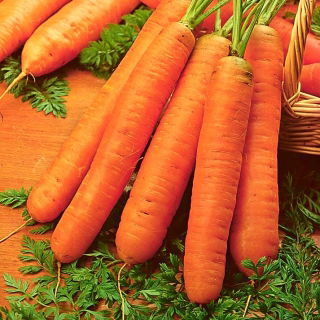 Carota - Berlicum 2 - Semi a nastro - Dolce e robusta, consistenza vellutata