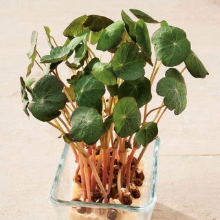 Microgreens - Niedrige Kapuzinerkresse - junge, leckere  Blätter