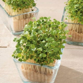 Microgreens - Roket, arugula - daun muda dengan rasa luar biasa - 620 biji - Eruca vesicaria