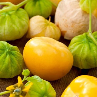 Tomatilloの種 -  Physalis ixocarpa  -  340の種 - Physalis ixocarpa Amarylla, syn. Physalis philadelphica - シーズ