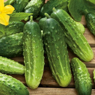 خیار "Borus F1" - فیلد، تنباکو - 148 دانه - Cucumis sativus
