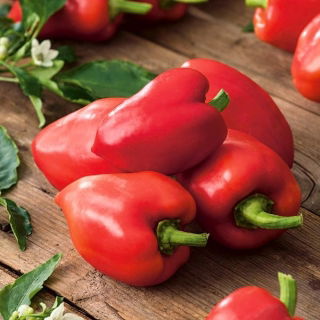 Biber "Mira" - 80 tohum - Capsicum L. - tohumlar