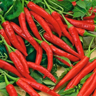 Paprika - Cayenna -  Capsicum annuum - Cayenna - magok