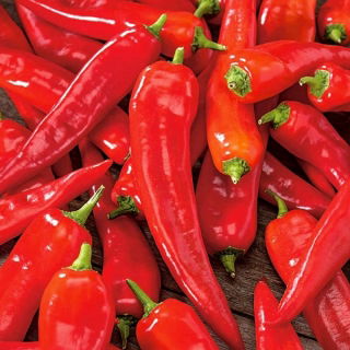 Hot Pepper Rokita seeds - Capsicum annuum - 68 seeds