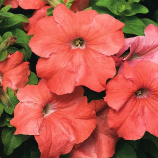 Carpet Salmon Petunia seeds - Petunia x hybrida - 160 seeds