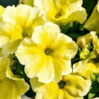 Großblütige Petunie Gelbe - Petunia x hybrida grandiflora - 80 Samen
