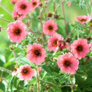 Nepal Cinquefoil, Miss Willmott seeds - Potentilla nepalensis - 600 zaden
