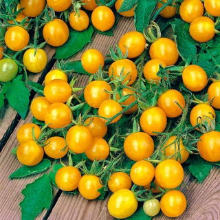Cánh đồng cà chua "Mirabell" - loại cao, nhiều loại cocktail - Lycopersicon esculentum Mill  - hạt