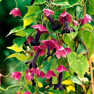 Rodochiton Purple Bell semințe - Rhodochiton atrosanguineus - 6 semințe