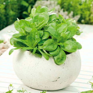 Hausgarten - Gewöhnlicher Feldsalat - für den Haus- und Balkonanbau; Vogerlsalat, Nüsslisalat, Ackersalat, Mausohrsalat, Nüsschen, Nüssler, Schafmäulchen, Sonnewirbele, Rapunzel