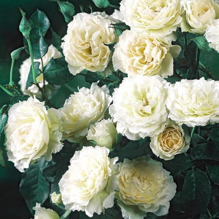 Jardín multi-flor rosa - blanco - plántulas en maceta - 