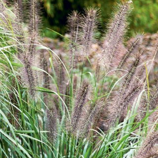 เมล็ดหญ้าน้ำพุ - Pennisetum - Pennisetum sp.