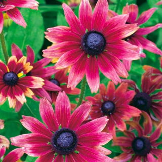 Fekete szemű Susan "Cherry Brandy" - kétszínű - 150 mag - Rudbeckia hirta - magok