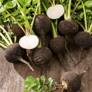 Schwarzer Rettich Round Black Samen - Raphanus sativus - 1000 Samen