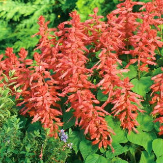 Praktsalvia - lax - 84 frön - Salvia splendens