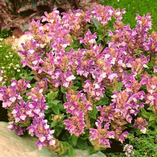 Alpine Skullcap bercampur benih - Scutellaria alpina - 110 biji