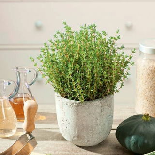 Home Garden - timo "Sun" - per coltivazioni indoor e balconate - Thymus vulgaris - semi