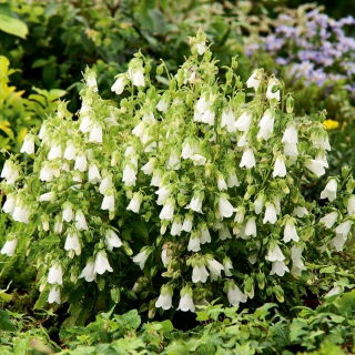 Campanula campanula, semi penduli di bellflower - pendula Symphyandra - 1200 semi - Symphyandra pendula