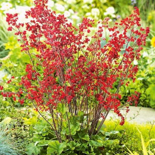 Coral Bells semillas mixtas - Heuchera sanguinea - 2500 semillas