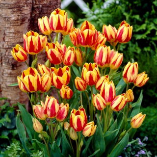 Tulipa Colour Spectacle - Tulpe Colour Spectacle - 5 Zwiebeln