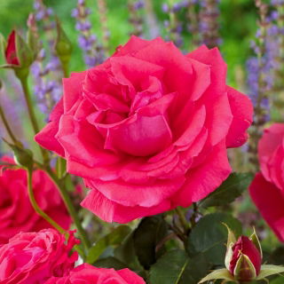 Rosa a fiore grande - rosa scuro - piantina in vaso - 