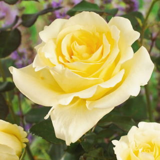 Storblomsteret rose - cremet hvid - potteplante - 