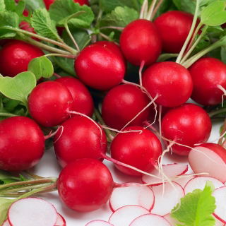 Radise - Saxa 2 - BIO - 425 frø - Raphanus sativus L.