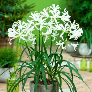 Nerine - Alba