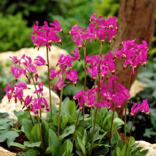 Dodecatheon, Chụp sao hồng - củ / củ / rễ - Dodecatheon meadia