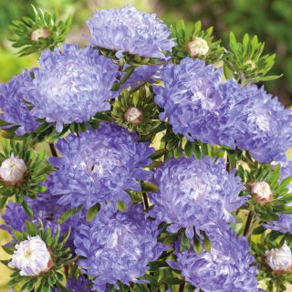Valko-sininen pioni-aster - 500 siemeniä - Callistephus chinensis - siemenet