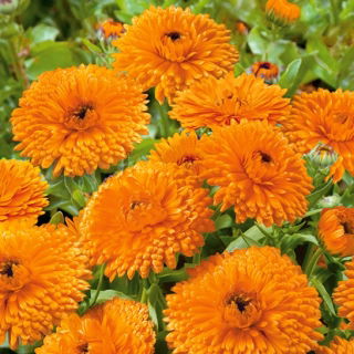 Calendula - Orange Gem - Calendula officinalis - Fiori compatti, colore che dura tutta l'estate - Semi Freschi