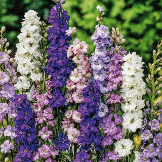 Ridderspore - Pacific Giant - blanding - Delphinium x cultorum - Høje spir, sommerlang vitalitet - Friske frø