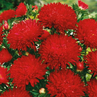 Aster - Paeony - Stanisław - Callistephus chinensis - Tall with Bold Carmine Red Blooms - Fresh Seeds